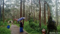 Sebelum viral, rata-rata pengunjung hanya 100 per hari. Namun setelah viral video dinosaurus mengamuk, pengunjung mencapai 450 per hari.