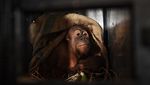 3 Tahun di Perantauan, Orangutan Sumatera Dipulangkan