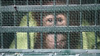 Orangutan yang sebelumnya diselundupkan ke Malaysia juga dipulangkan ke Indonesia. AFP/Muhammad Zulfan Dalimunthe.