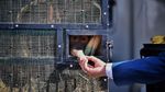 3 Tahun di Perantauan, Orangutan Sumatera Dipulangkan