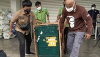 Orangutan itu akan menjalani rehabilitasi sebelum dilepaskan ke alam liar. AFP/Muhammad Zulfan Dalimunthe.