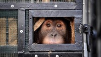 Seekor orangutan Sumatera duduk di dalam kandang sebelum dipulangkan dari Thailand ke Indonesia pada (17/12/2020) lalu. AFP/Lillian Suwanrumpha.