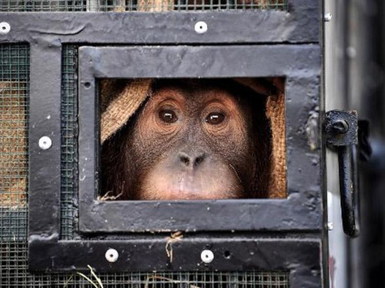 3 Tahun di Perantauan, Orangutan Sumatera Dipulangkan
