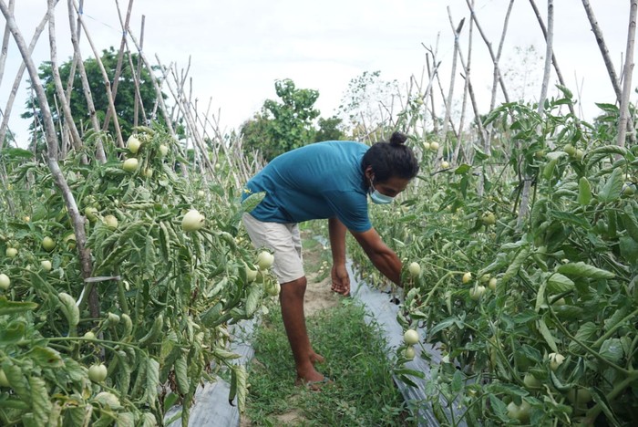 petani perbatasan