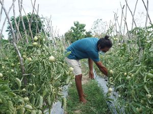Jadi Petani di Perbatasan, Milenial Ini Raup Omzet Rp 40 Juta/Bulan!