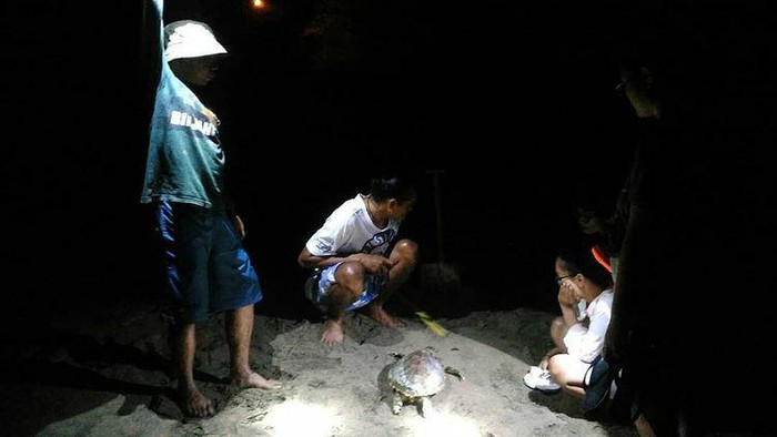 Begini Aktivitas Para Relawan Pacitan Menjaga Kelestarian Penyu