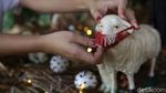 Gereja Theresia Bersolek Menyambut Natal