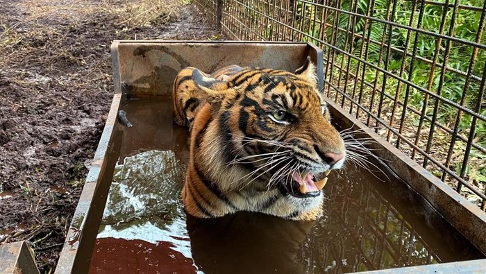 Seekor Harimau Sumatera di Riau dilepasliarkan setelah terkena jerat sembilan bulan lalu. Harimau betina bernama Corina itu kini kondisinya sudah sehat.