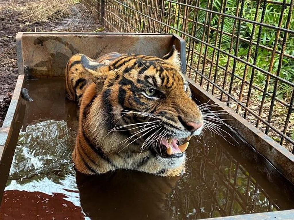 Awas! Harimau di Singkawang Masih Lepas Setelah Tewaskan Pawang