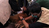 Usai dilepasliar, Corina diharapkan bisa dapat bertahan di hutan. Selain itu, Corina diharapkan dapat berkembang biak agar populasi Harimau Sumatera semakin meningkat. Istimewa/Dok. Balai Besar KSDA Riau.