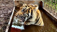 Sebelumnya, penyelamatan Harimau Sumatera Corina diawali dari informasi sebuah perusahaan swasta pada 28 Maret 2020 lalu. Di mana pukul 16.00 WIB, salah satu pekerja lapangan melihat Harimau Sumatera yang terjerat di areal Estate Meranti, Teluk Meranti, Pelalawan.  Keesokan harinya atau 29 Maret sekitar pukul 12.30 WIB, tim medis Balai Besar KSDA Riau berhasil membuka jerat Harimau Sumatera yang berjenis kelamin betina tersebut. Saat itu, kondisi kaki kanan Corina mengalami luka yang sangat serius. Istimewa/Dok. Balai Besar KSDA Riau. 