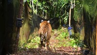 Karena kondisinya memburuk, Corina akhirnya dititipkan ke Pusat Rehabilitasi Harimau Sumatera Dharmasraya (PRHSD) untuk dilakukan perawatan yang intensif. Berdasarkan hasil pemeriksaan fisik, diperkirakan bahwa Corina berusia sekitar 3 tahun dengan berat badan 77,8 Kg. Setelah perawatan intensif selama 9 bulan kesehatan Corina mulai membaik. Tim pun memutuskan untuk melepasliarkan hari ini ke Kawasan Restorasi Ekosistem Riau. Corina dipasangi GPS Collar dengan Satelit Iridium untuk keperluan pemetaan wilayah jelajahnya. Istimewa/Dok. Balai Besar KSDA Riau.