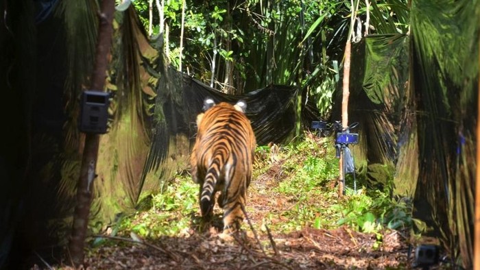 Seekor Harimau Sumatera di Riau dilepasliarkan setelah terkena jerat sembilan bulan lalu. Harimau betina bernama Corina itu kini kondisinya sudah sehat.