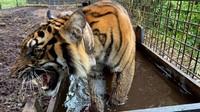 Seekor Harimau Sumatera di Riau dilepasliarkan setelah terkena jerat sembilan bulan lalu. Harimau betina itu diberi nama Corina dan saat ini kondisinya sudah sehat. Istimewa/Dok. Balai Besar KSDA Riau.