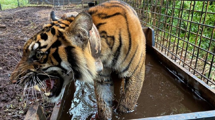 Harimau Corina Akhirnya Dilepasliarkan Usai Jalani Perawatan Seekor Harimau Sumatera di Riau dilepasliarkan setelah terkena jerat sembilan bulan lalu. Harimau betina bernama Corina itu kini kondisinya sudah sehat.