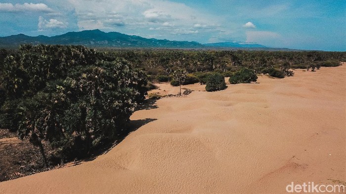 Hamparan pasir di Pantai Oetune jadi daya tarik tersendiri bagi wisatawan. Pantai itu pun cocok dijadikan tempat berselancar karena ombaknya yang tinggi.