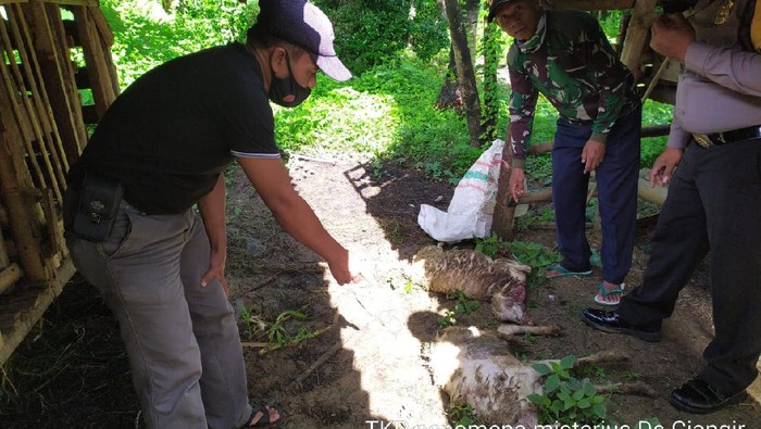 Petugas cek kambing yang mati di Kuningan.