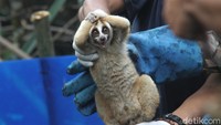 Diketahui sebelumnya ada 30 Kukang Jawa yang menjalani rehabilitasi di Pusat Rehabilitasi IAR Indonesia.