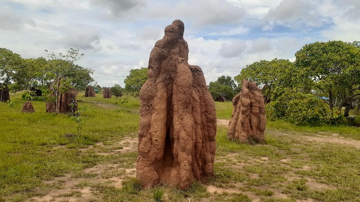 Rumah rayap alias musamus khas Merauke