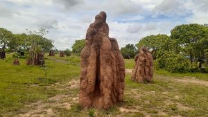 Foto Keajaiban Alam dari Merauke: Rumah Rayap Berukuran Raksasa