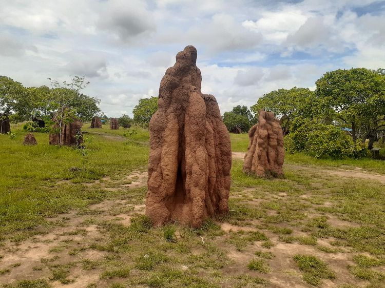 Foto Keajaiban Alam dari Merauke: Rumah Rayap Berukuran Raksasa