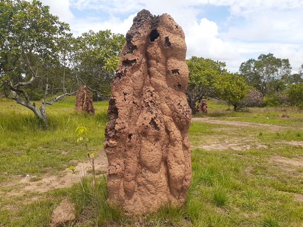 Foto Keajaiban Alam dari Merauke Rumah Rayap  Berukuran 