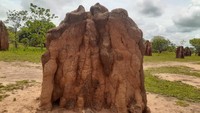 Sepintas melihat, rumah rayap ini mirip Candi Prambanan. Bentuknya mengerucut pada bagian atas dan membesar pada bagian bawah, dengan bagian bawah membulat dan ditopang oleh tiang-tiang penyangga yang menyerupai bentuk sisi luar buah belimbing yang melekat pada bangunan utama. (Hari Suroto/Istimewa)