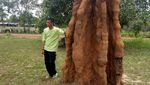 Foto Keajaiban Alam dari Merauke: Rumah Rayap Berukuran Raksasa