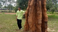 Rumah rayap ini hanya ditemukan di daerah vegetasi Eucalyptus dan hutan dataran rendah Merauke dan Australia Utara. Hal tersebut membuktikan Papua dan Australia pada masa Pleistosen pernah menjadi satu daratan. (Hari Suroto/Istimewa)