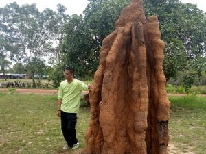 Ada Sarang Semut Raksasa Setinggi 5 Meter di Papua, Bagaimana Isi di Dalamnya?