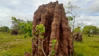 Rumah rayap raksasa ini dibuat oleh spesies rayap tanah Nasutitermes triodiae. Di Papua dan Papua Nugini, rayap ini hanya ditemukan di Merauke saja. (Hari Suroto/Istimewa)