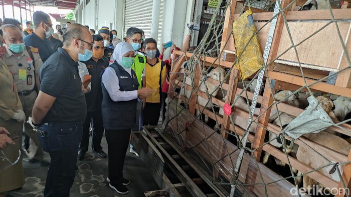 Sebanyak 1.301 ekor domba senilai Rp 2,2 milliar di ekspor ke Brunei Darussalam . Ekspor perdana ini dilakukan oleh Balai Besar Karantina Pertanian (BBKP) Surabaya.