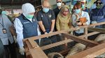 Foto: 1301 Ekor Domba Rp 2,2 Miliar Diekspor ke Brunei Darussalam