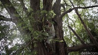 Yanuarius Tallo (38) tengah memanjat pohon asam di salah satu rumah warga Malaka, Timor Tengah Selatan, NTT.  