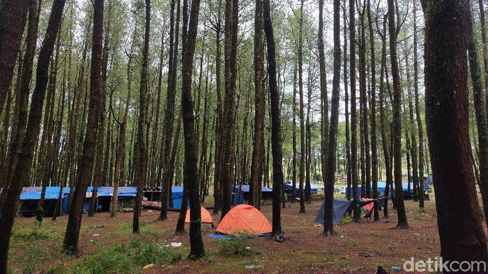 camping ground hutan pinus Lembanna