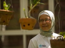 Penyebaran Nyamuk Wolbachia Jadi Polemik, Ini Penjelasan Peneliti UGM