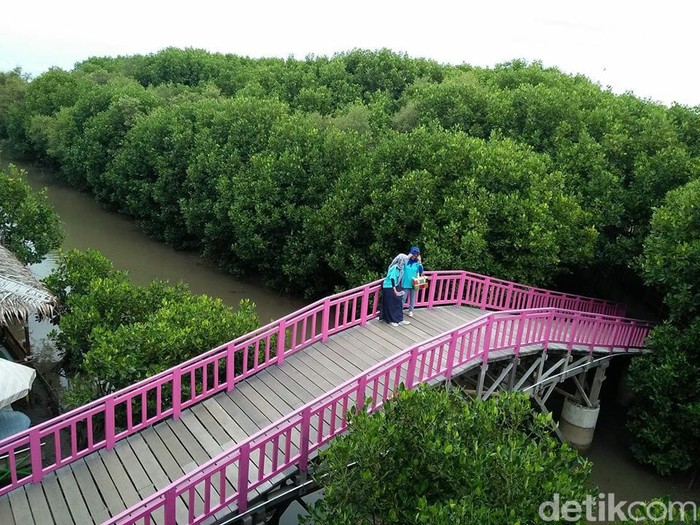 hutan mangrove brebes