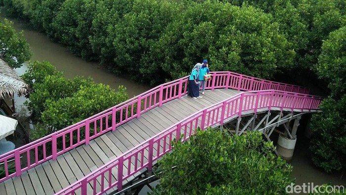 hutan mangrove brebes
