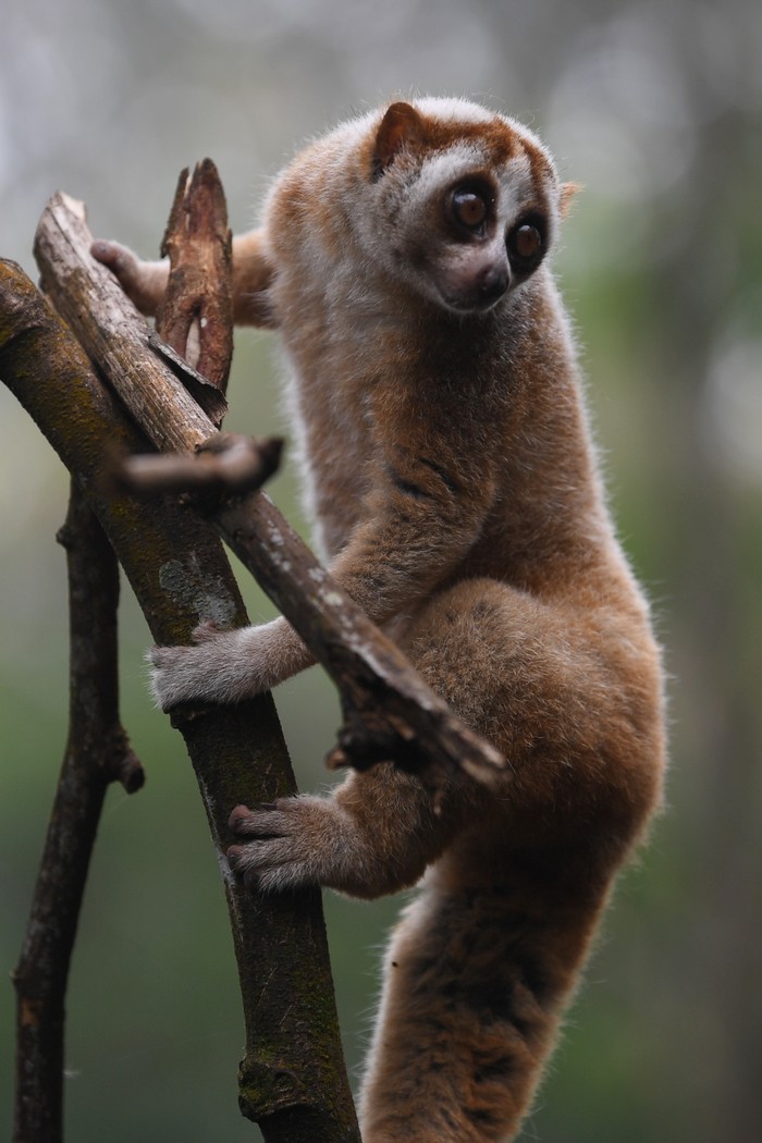 PELEPASLIARAN KUKANG JAWA Petugas melepaskan Primata Kukang Jawa (Nycticebus Javanicus) di lokasi habituasi sebelum pelepasliaran kembali ke habitat di kawasan Taman Nasional Halimun-Salak, Jawa Barat, Minggu (20/12/2020). Sebanyak 15 individu kukang dari total 30 individu hasil serahan dari warga ke BKSDA dilepasliarkan ke alam setelah menjalani rehabilitasi di Pusat Rehabilitasi IAR Indonesia. ANTARA FOTO/Wahyu Putro A/foc.