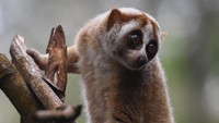 Primata Kukang Jawa (Nycticebus Javanicus) menaiki pohon saat habituasi sebelum pelepasliaran kembali ke habitatnya di kawasan Taman Nasional Halimun-Salak, Jawa Barat, Minggu (20/12/2020). 