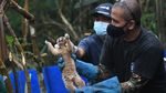 Potret Pelepasliaran Kukang Jawa di Gunung Salak