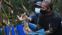 Usai menjalani rehabilitasi, sejumlah Kukang Jawa ini kemudian dilepaskan ke habitatnya. Proses pelepasliaran Kukang Jawa ini dibagi menjadi dua gelombang.