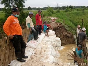 500 Hektare Lahan Pertanian di Lamongan Terendam Gegara Tanggul Jebol