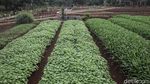 Belajar Pertanian di Agro Edukasi Wisata Ragunan
