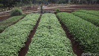 Beragam tanaman sayur ditanam di sini.