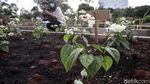 Belajar Pertanian di Agro Edukasi Wisata Ragunan