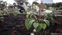 Selain tanaman sayur terdapat juga sejumlah tanaman bunga.