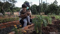 Seorang pengunjung mengajak anaknya mengamati tanaman sayur.