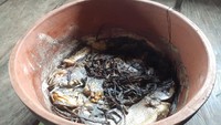 Bagi masyarakat Sentani, Jayapura, Papua. Tanaman keladi yang dalam bahasa setempat disebut dengan bete, dianggap sebagai tanaman biasa saja. Mereka bahkan biasa menjadikan keladi sebagai bumbu masak. (Hari Suroto/Istimewa)