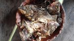 Foto: Keladi yang Mahal di Jakarta, Cuma Jadi Bumbu Masak di Papua